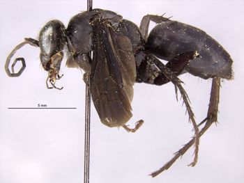 Media type: image;   Entomology 10019 Aspect: habitus lateral view